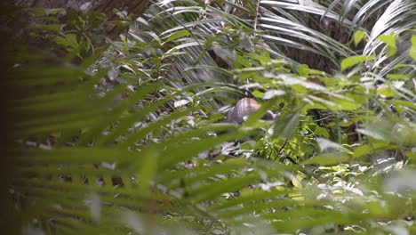Zanzibar-Blue-monkey-eating-leaves-in-dense-jungle-thicket