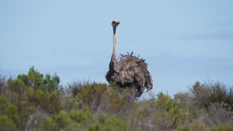 Tall-South-African-ostrich-looking-at-camera-before-hiding-head-behind-bush