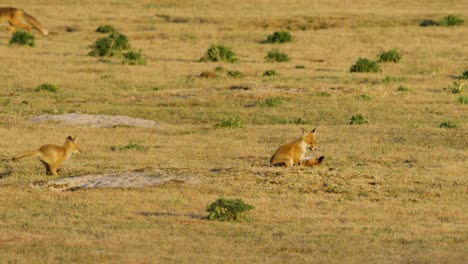 Red-foxes-playing-with-each-other-on-a-yellow-field-in-autumn-in-the-savanna
