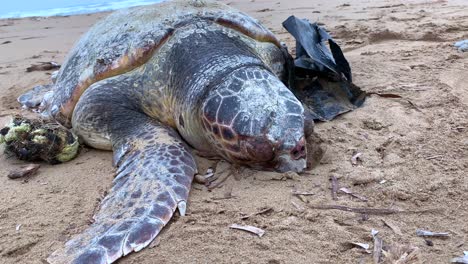 Close-up-footage-of-a-big-dead-turtle-at-empty-sandy-beach