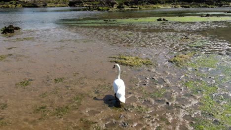 Follow-White-swan-on-natural-Reserve,-Walking-on-marshland,-Spanish-Nature-ecosystem