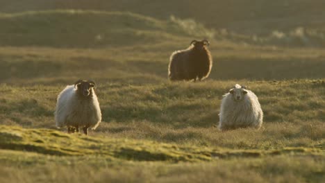 Three-sheep-standing-and-staring-toward-the-camera,-wind-blowing-their-fleece,-golden-warm-glow-highlighting-their-coats,-static-shot-slow-motion