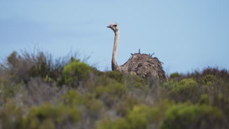 Single-ostrich-grazing-amongst-fynbos-in-windy-conditions