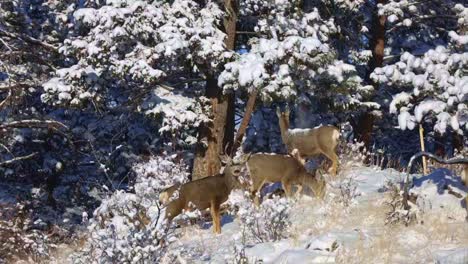 Eine-Gruppe-Von-Maultierhirschen-Sucht-Auf-Einem-Hügel-Nach-Nahrung-Und-Frisst-Von-Bäumen,-Die-Im-Winter-In-Colorado-Schnee-Fallen-Lassen