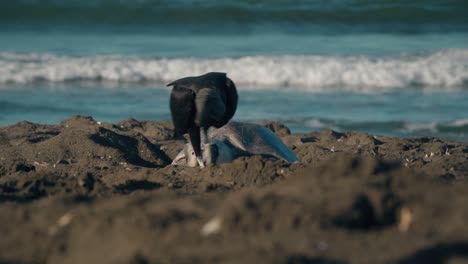 Turtle-lays-eggs-in-sand-as-bird-of-prey-walks-into-shot-and-pecks-the-ground