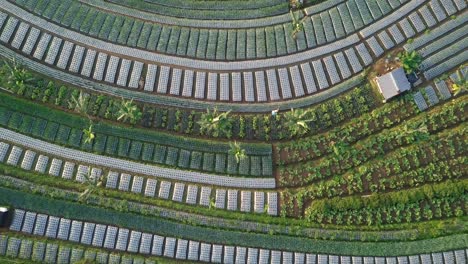 Farmer-working-in-Vegetable-Plantation-during-daytime-in-Asia,ascending-top-view