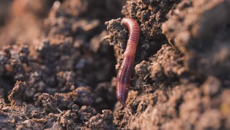 Red-wiggler-worm-in-dirt-moving-away-from-camera,-close-up