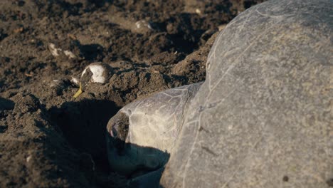 Close-up-shot-of-turtle-as-she-lays-eggs-on-Costa-Rica-beach