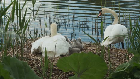 Swan-parents-in-nest-taking-care-of-their-baby-swans