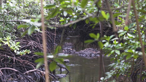 Small-jungle-river-with-mangrove-tree-roots-behind-leafy-twigs
