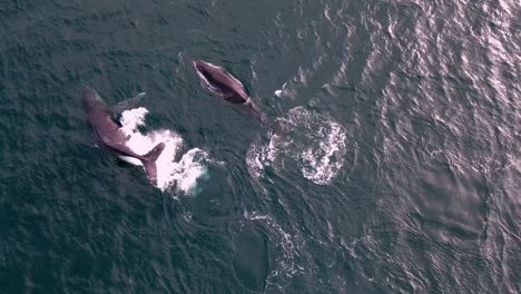 Zwei-Wale-Auf-Ihrer-Wanderung-Durch-Dunsborough-Im-Westen-Australiens,-Aufgenommen-Aus-Einer-Luftaufnahme