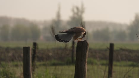 Eurasian-kestrel-chase-off-magpie-trying-to-steal-its-prey-from-perch
