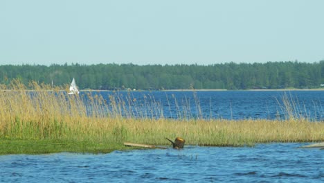 Beautiful-view-of-a-Lake-Usma-shore-on-a-sunny-summer-day,-distant-islands-with-lush-green-forest,-rural-landscape,-coast-with-old-reeds,-white-sailing-boat,-medium-wide-shot-from-a-distance