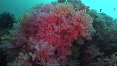 Corales-Blandos-De-Colores-Mezclados-Se-Acercan-A-Los-Arrecifes-De-Coral-Tropicales