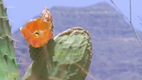 La-Abeja-Poliniza-Una-Flor-De-Cactus-En-Un-Día-Ventoso.