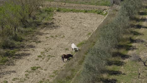 Ein-Braunes-Und-Weißes-Pferd-Frisst-Gras-In-Einem-Feld-In-Der-Spanischen-Landschaft