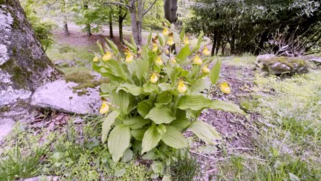 yellow-lady's-slipper-plant-near-boone-and-blowing-rock-nc,-north-carolina