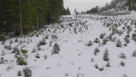 Plantación-De-árboles-De-Navidad-En-Montañas-Cubiertas-Por-La-Nieve-Del-Invierno.