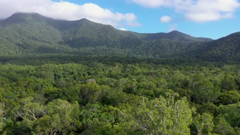 Daintree-Rainforest-backward-aerial-over-tree-canopy-with-mountains,-Queensland,-Australia