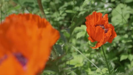 Bee-Landing-On-Swaying-Poppy-Already-Hosting-Other-Bees,-Slow-Motion