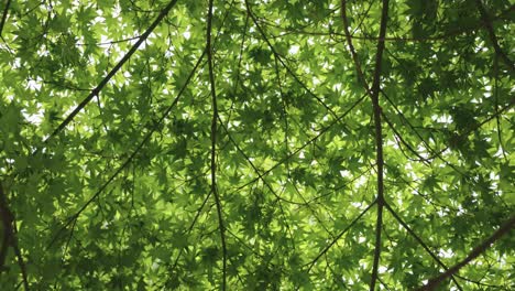Japanische-Ahornbäume,-Erhellende-Sonne-An-Warmen-Frühlingstagen-4k