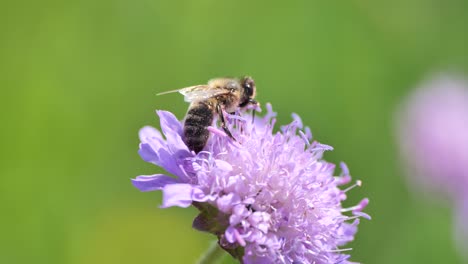 WIld-Bee-gathering-pollen-of-purple-colored-flower-in-natural-garden-and-flying-away---close-up-shot