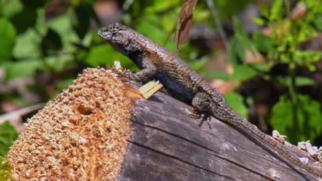Eastern-Fence-Lizard-perched-on-a-log-up-close