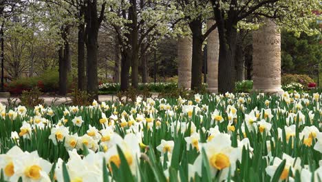 Frühlings-Jonquil-Blume-Mit-Wunderschönen-Blühenden-Bäumen-Im-Stadtpark