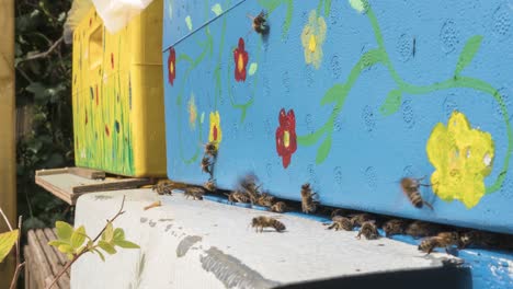 Lapsing-View-Of-Bees-In-An-Apiary-During-A-Sunny-Day