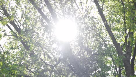 Zweigsonnenlicht-Erreicht-Seinen-Höhepunkt-Durch-Einen-Blühenden-Baum