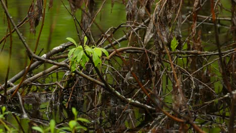 Kanadasängervogel-Springt-über-Umgestürzte-Äste-In-Einem-Feuchtgebiet,-Wasser-Spiegelt-Frühlingsgrün-An-Einem-Ruhigen-Tag