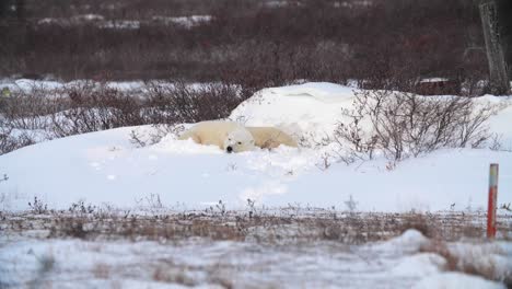 Polar-bears-cuddle-together-for-midday-nap-in-the-snow