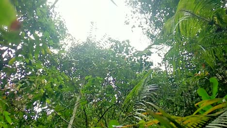 Ein-Blick-Von-Unten-Aus-Den-Palmblättern-Im-Unberührten-Regenwald-In-West-Kutai,-Ost-Borneo,-Der-Neuen-Hauptstadt-Indonesiens