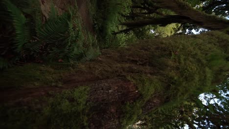 FPV-looking-at-the-trunk-of-a-moss-covered-western-cedar-tree-moving-up-to-the-rain-forest-canopy,-vertical
