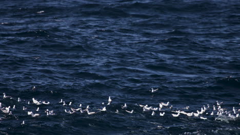 A-large-school-of-Pelagic-fish-swim-below-a-flock-of-sea-gulls-floating-on-a-washy-ocean-surface