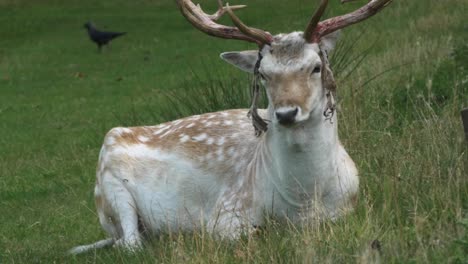 Stag-Sitting-In-Richmond-Park-On-Grass-Moving-Head-Side-To-Side-To-Rid-Of-Flies