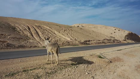 Ein-Einzelner-Esel-Geht-Auf-Eine-Straße,-Nirgendwo-In-Der-Wüste