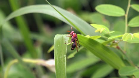 Medium-Close-Shot-of-a-Large-Wasp-on-a-Green-Plant-Leaf