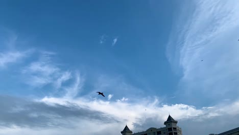 Fliegender-Vogel-–-Möwe,-Blick-Von-Unten-–-Meerwasser-Am-Cedar-Point-Beach-In-Sandusky,-Ohio,-Vereinigte-Staaten