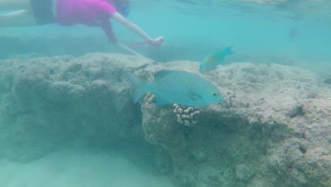 Ein-Tropisches-Korallenriff-Voller-Bunter-Fische-Im-Hanauma-Bay-State-Park---Oahus-Bestes-Schnorchelziel-Und-Touristenattraktion