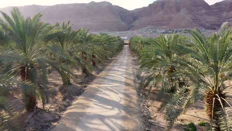 Schneller-Flug-über-Bodenroute-Mitten-In-Einer-Palmenplantage-In-Der-Israelischen-Wüste,-Drohnenaufnahme