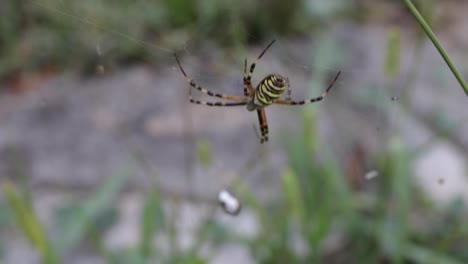 Wasp-spider-Argiope-bruennichi,-grass-in-background