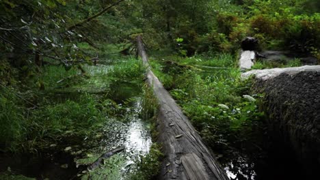 FPV-pan-up-looking-at-an-old-log-that-has-fallen-in-a-moss-covered-pond-with-running-water,-ferns-on-branches