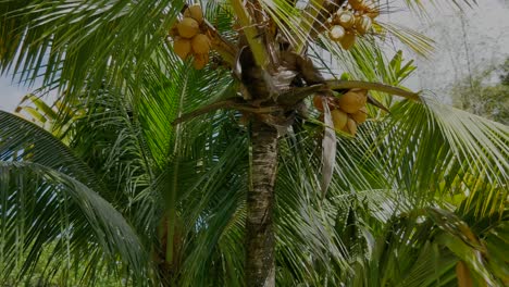A-shot-moving-around-a-coconut-palm-tree