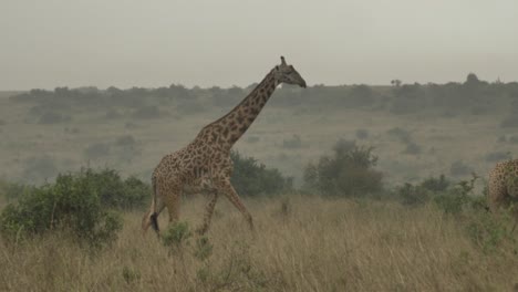 In-Diesem-Video-Geht-Es-Um-Giraffen-Im-Kenya-National-Wildlife-Park,-Die-Im-Busch-Leben-Und-Fressen
