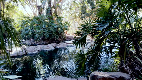 Peaceful-green-pond-fed-by-flowing-waterfall,-Toowoomba-Queensland