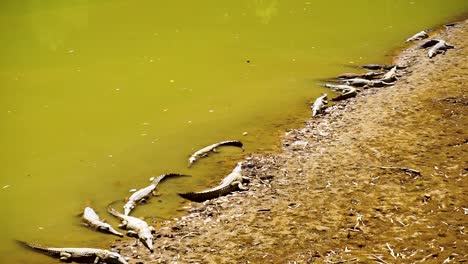 Large-number-of-Freshwater-Crocodiles-on-riverbank,-medium-shot-diagonal-tilt-pan