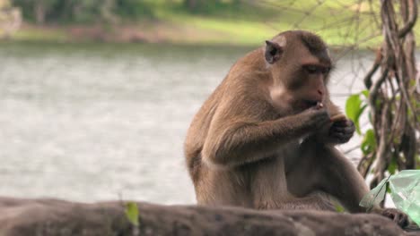 Cerca-De-Un-Mono-Macaco-Sentado-Sobre-Una-Roca-Comiendo