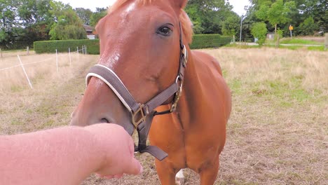 POV:-A-horse-is-smelling-a-hand