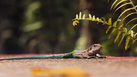 Ameiva-lizard-standing-and-walking-on-concrete-pathway-near-a-lodge-in-the-Amazon-Rainforest